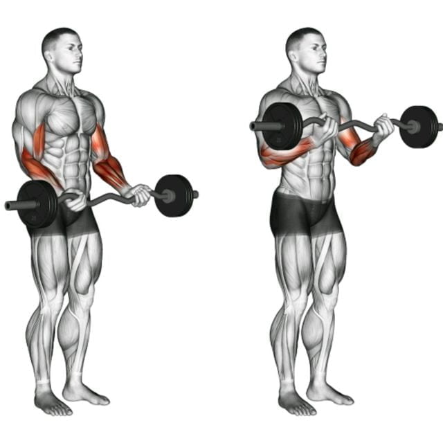 How to get bigger biceps