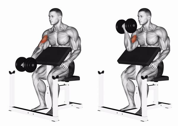 How to get bigger biceps