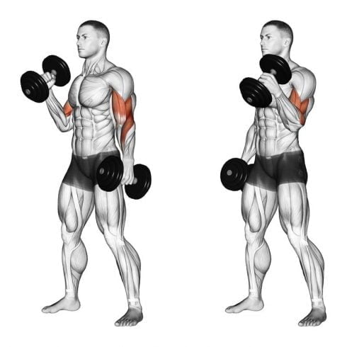 Bicep Curl Variations for Huge Arms