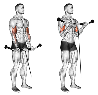 Bicep Curl Variations for Huge Arms