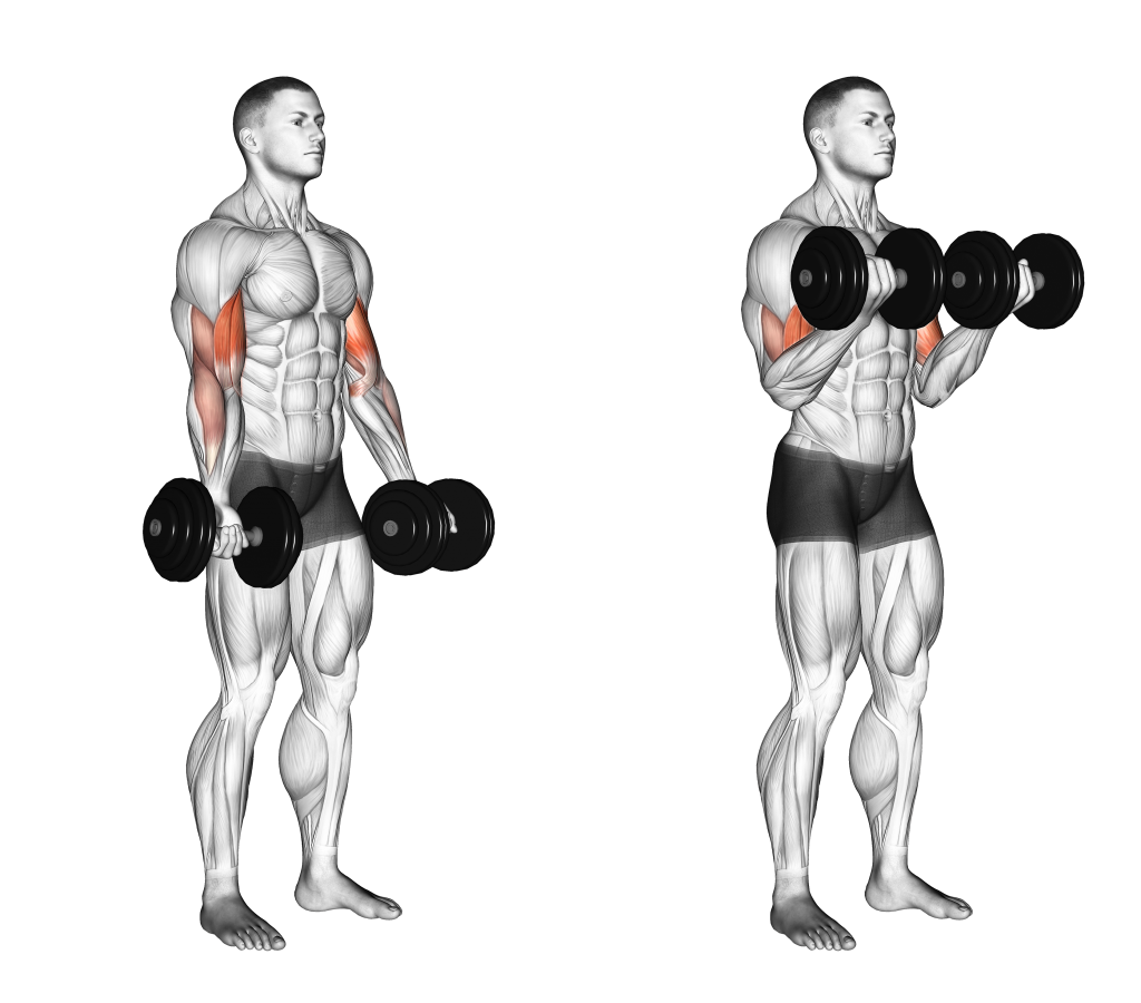 Bicep Curl Variations for Huge Arms