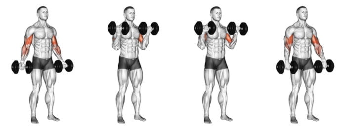 Bicep Curl Variations for Huge Arms