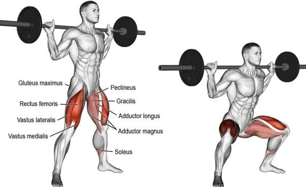 How Squats Work Abs