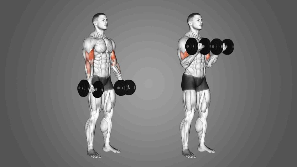 Bicep Workout with Dumbbells At Home
