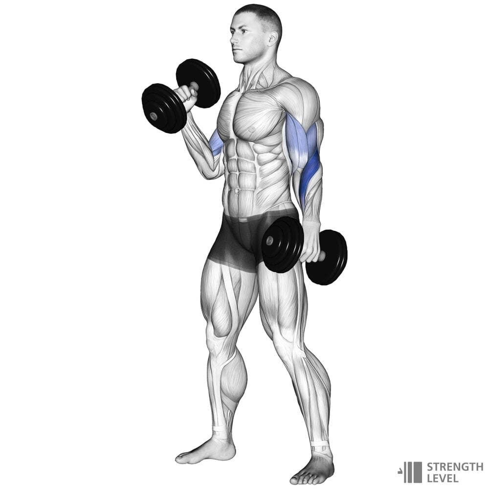 Bicep Workout with Dumbbells At Home