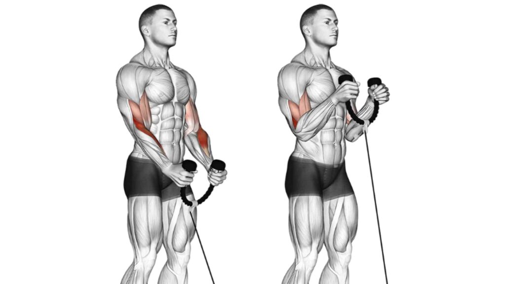 Triceps Cable Workouts