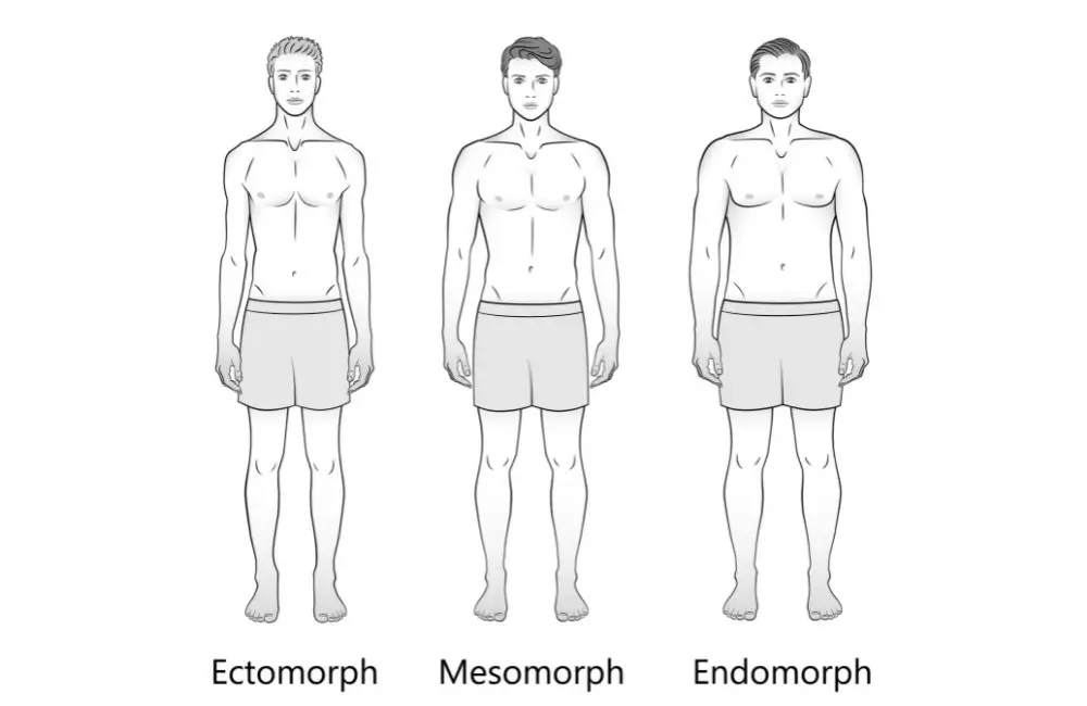 Muscular Male Body Types