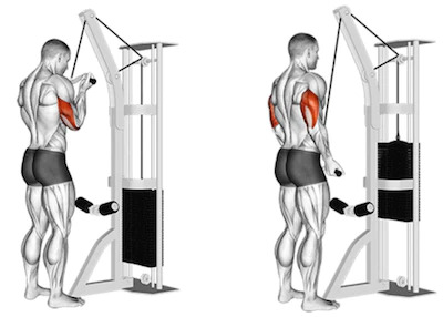 Triceps Cable Workouts