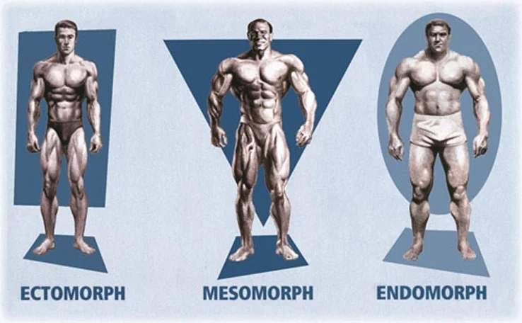 Muscular Male Body Types