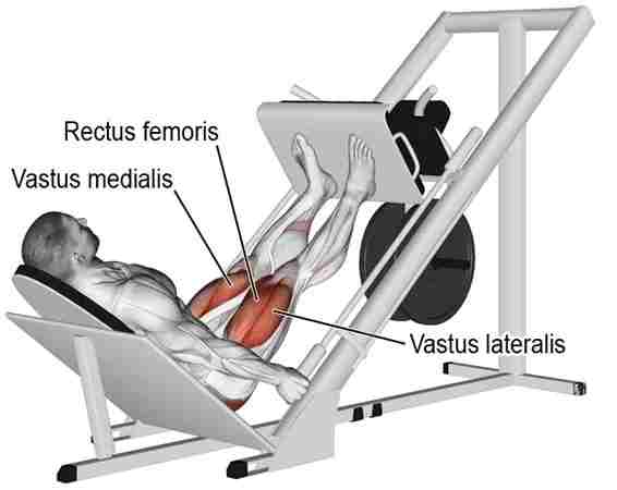 Muscles Targeted by the Leg Press Machine