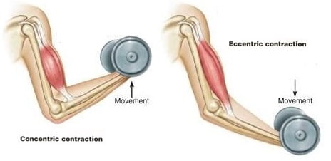 Eccentric Bicep Curls