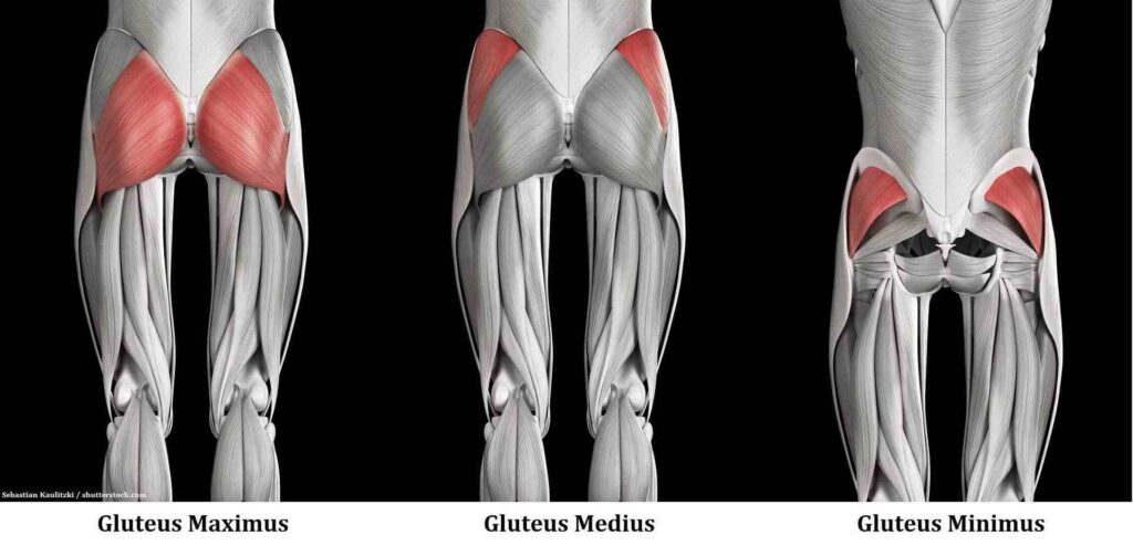 glute anatomy