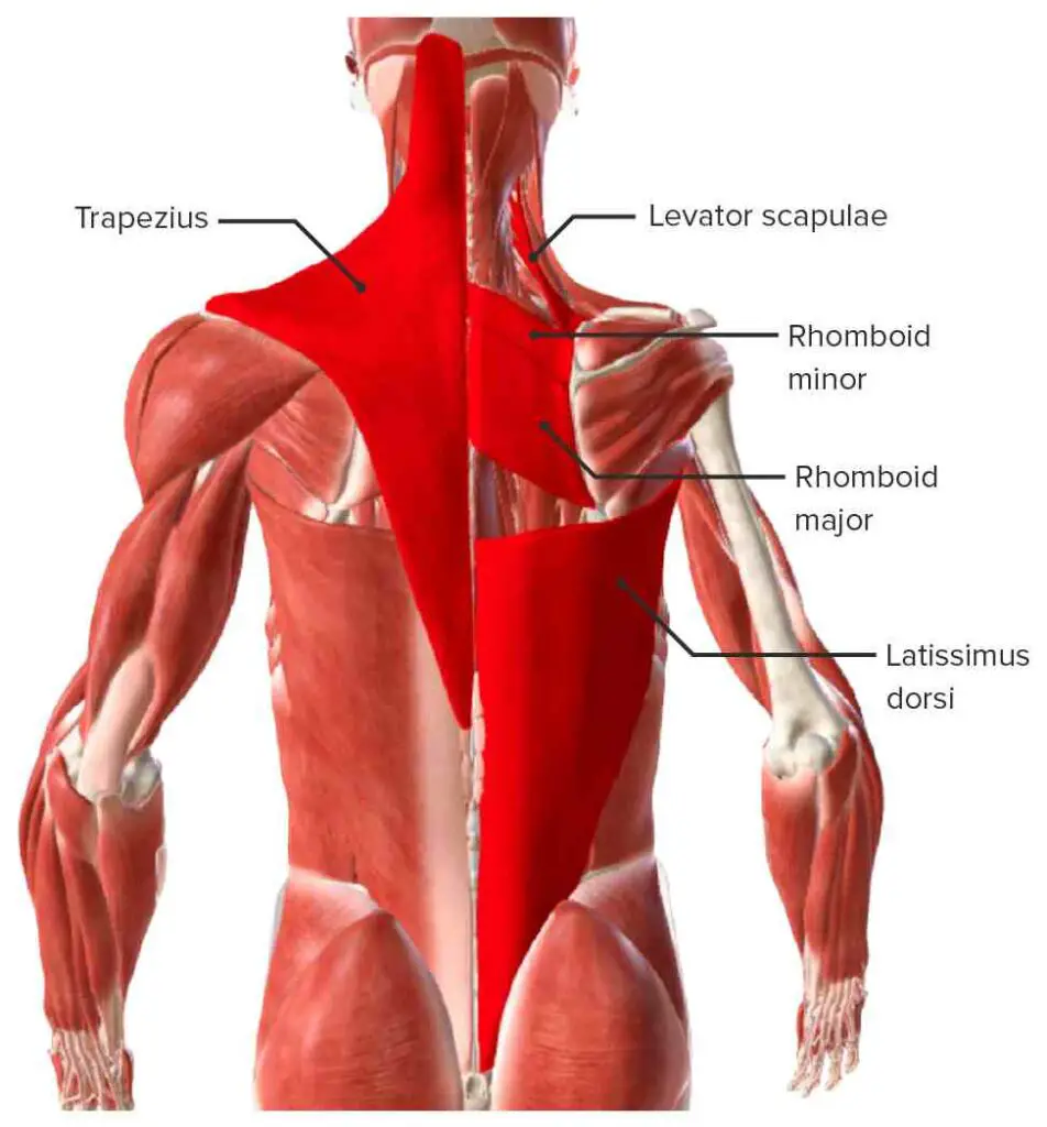 Extrinsic Muscles of Back