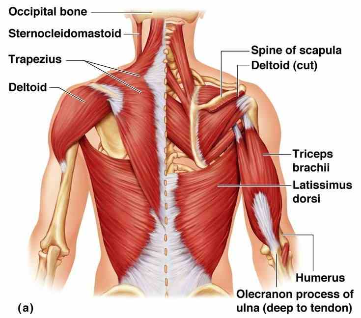 Weighted Bench Dip Muscles Targeted