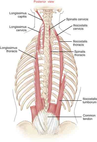 Intrinsic Muscles of the back