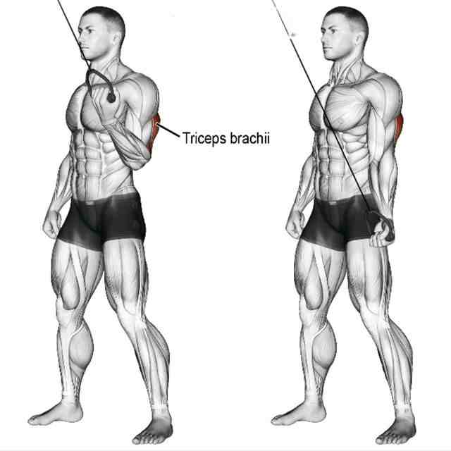 Single Arm Tricep Pushdown