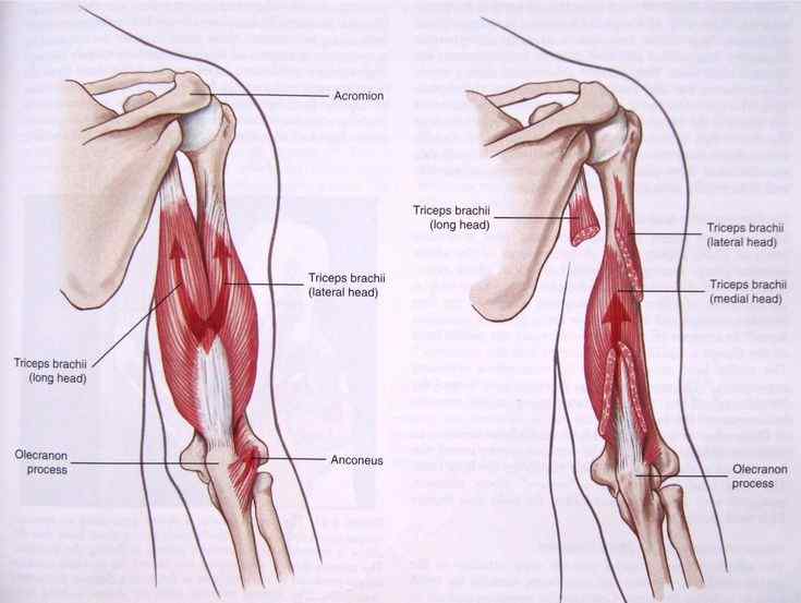 Anatomy of the Triceps Muscle