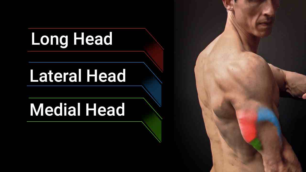 Why Isn’t My Lateral Head Tricep Growing?