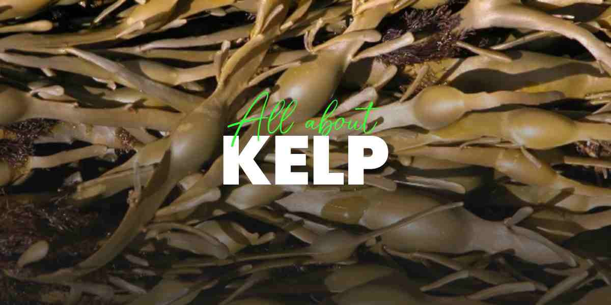 Is Kelp Safe to Take Daily?