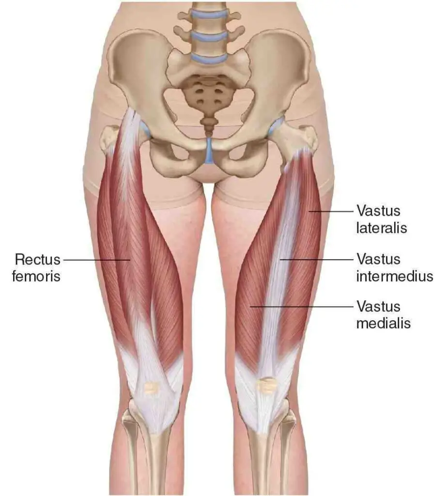 Anatomy of the Quadriceps