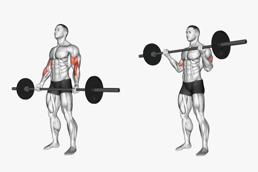 Barbell Bicep Curl