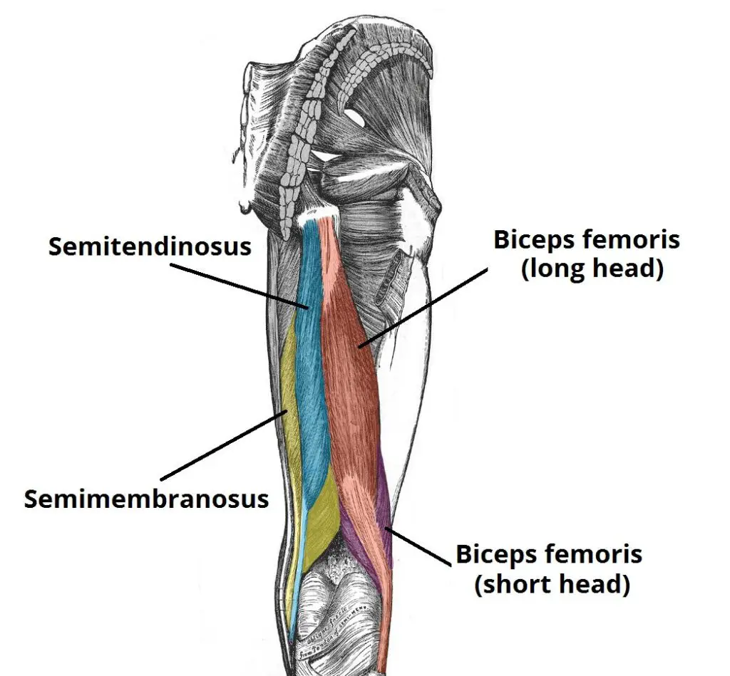 Anatomy and Function of Hamstrings
