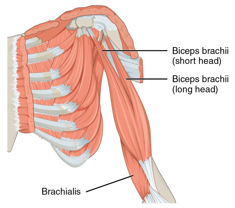 Anatomy of Biceps