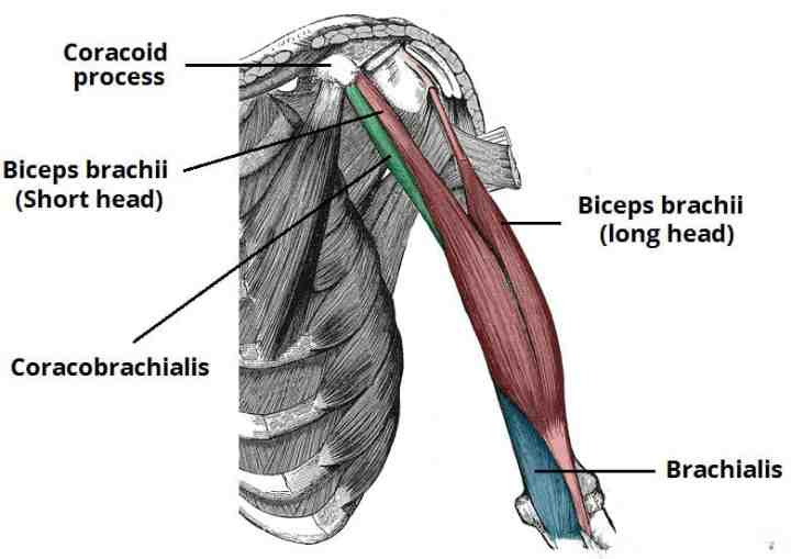 Anatomy of the Biceps