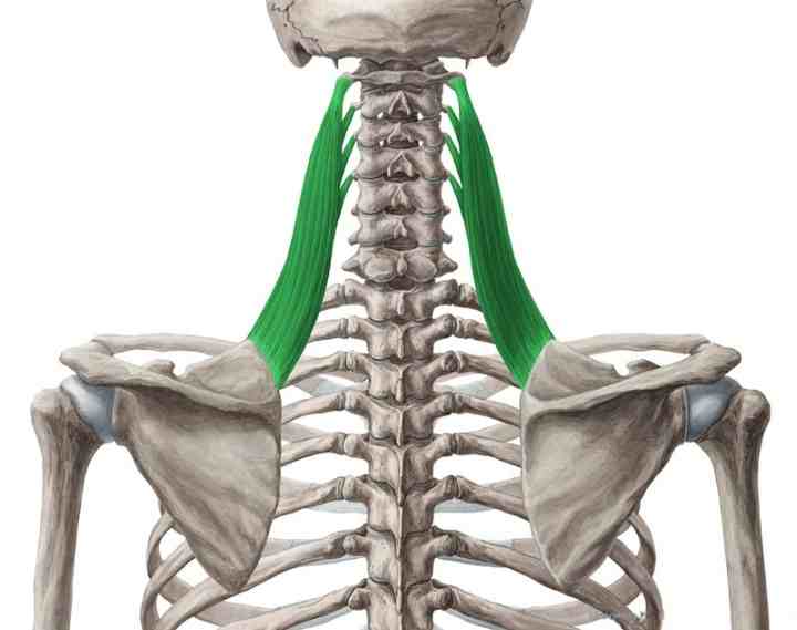 Anatomy of the Upper back