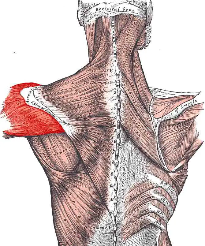 Anatomy of the Upper back