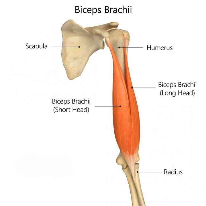 Biceps Brachii