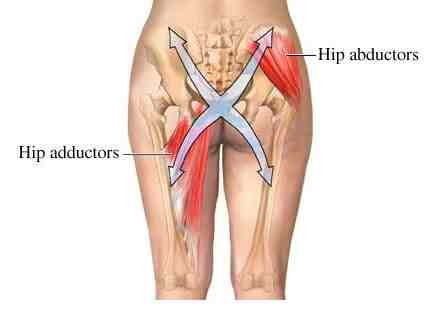 Hip Adductors and Abductors
