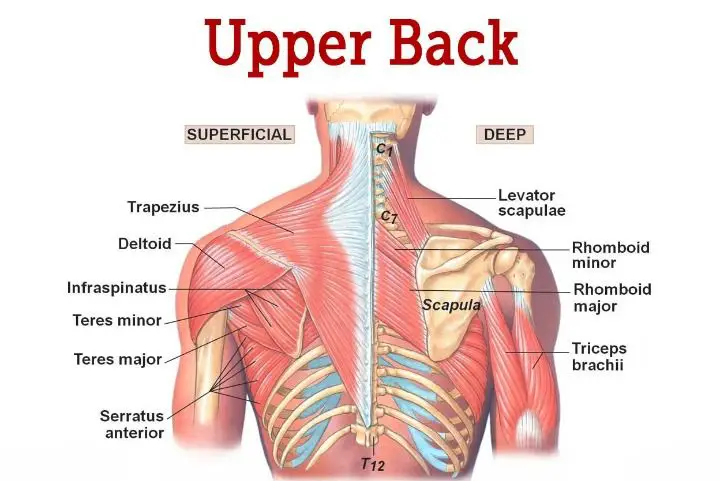Anatomy of the Upper Back