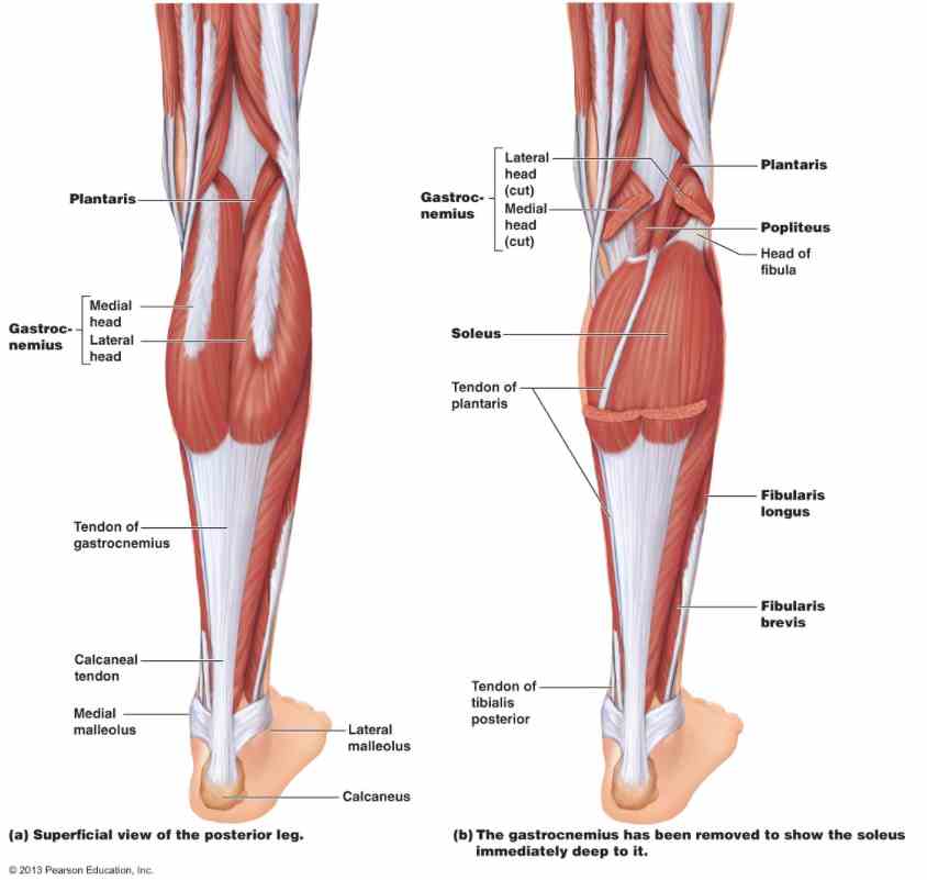 Anatomy of the Calf Muscles