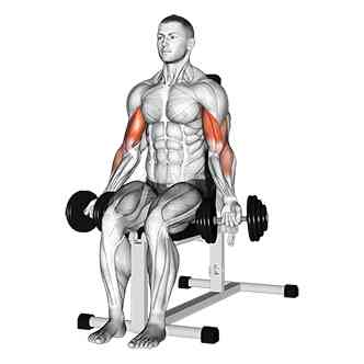 Seated Bicep Curls