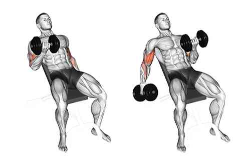 Seated Incline Dumbbell Alternating Curls