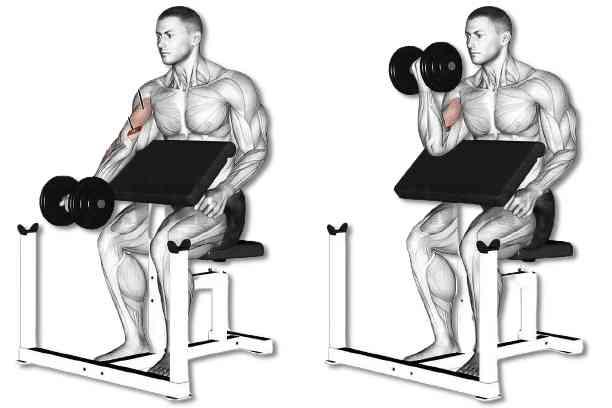 Single Arm Dumbbell Preacher Curls