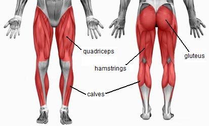 Lower body muscles targeted in mountain climbers