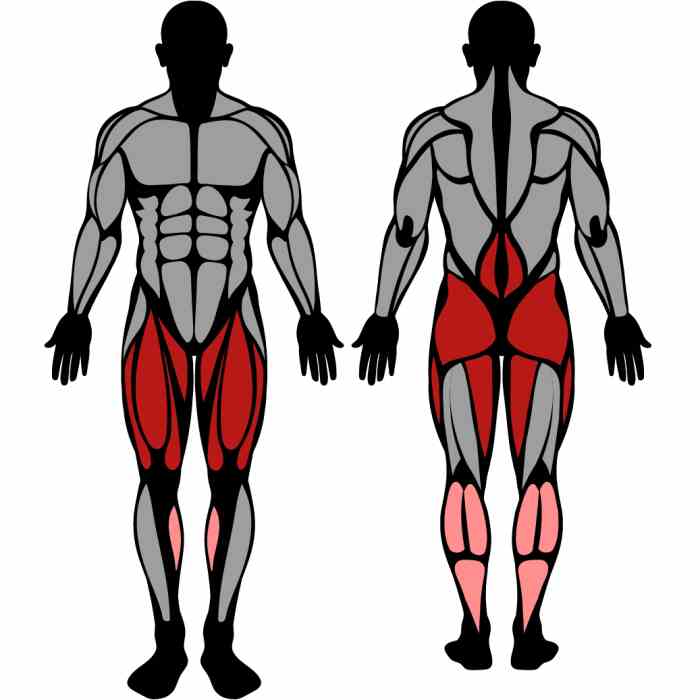 Front squat and Back Squat Muscle Activation