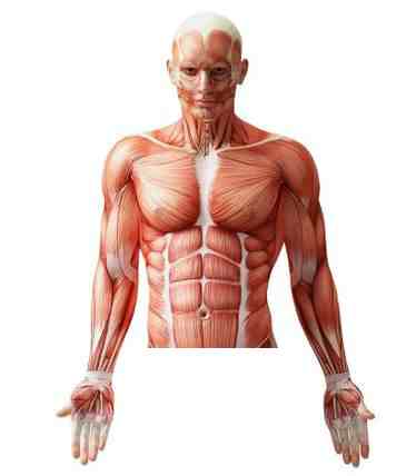 Upper Body Muscles targeted in mountain climbers