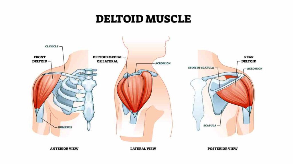 Anatomy of Front Deltoid