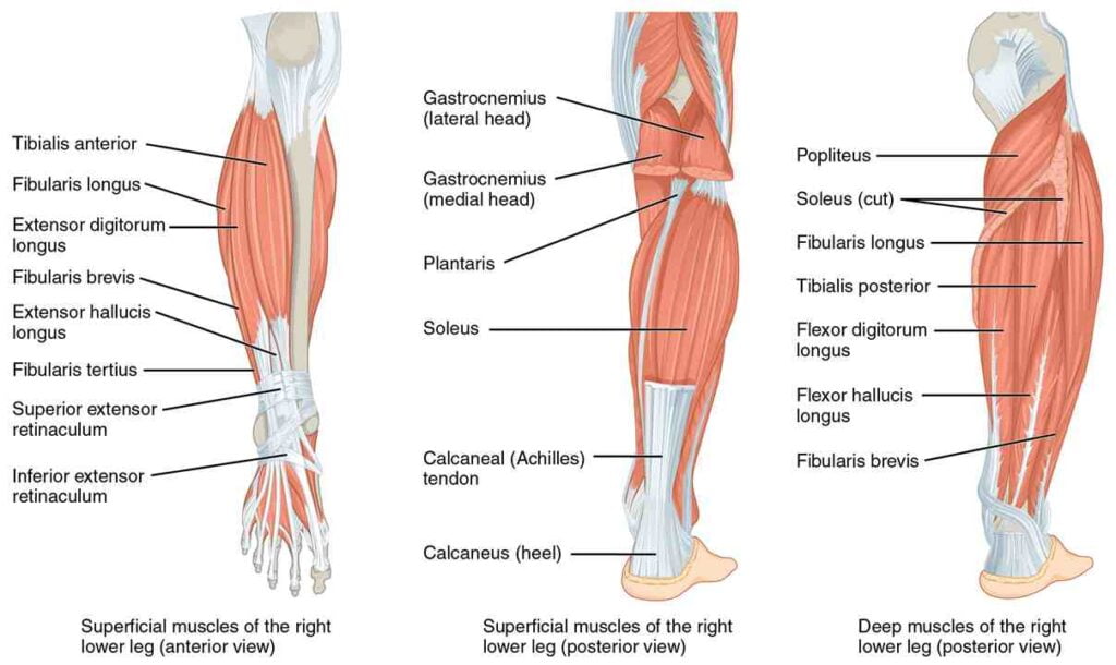 Anatomy of the Leg Muscles