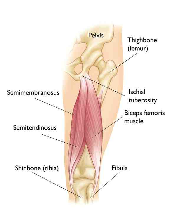 Hamstrings Anatomy