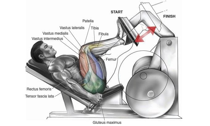 Leg Press Exercise